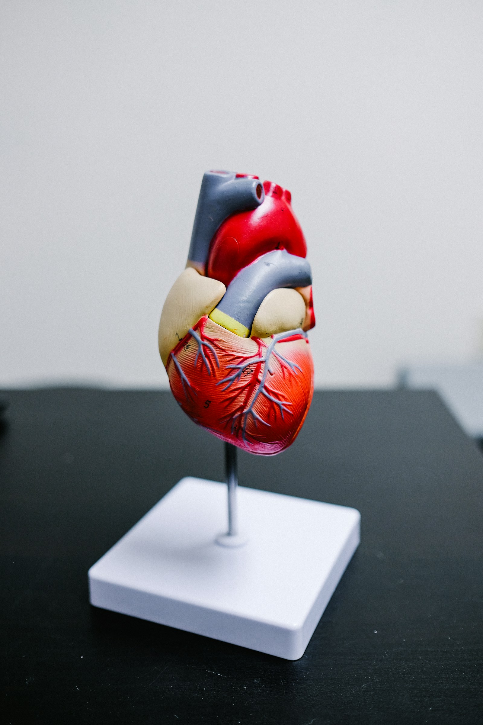 Anatomical heart model used for cardiac research and implant development