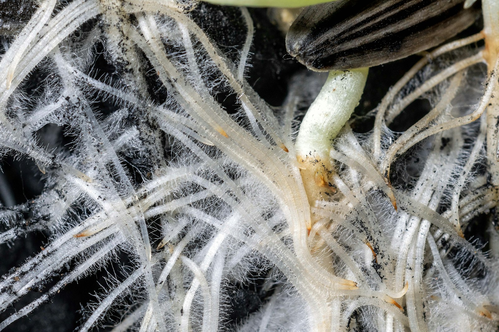 Young plant roots illustrating biological defense-response research