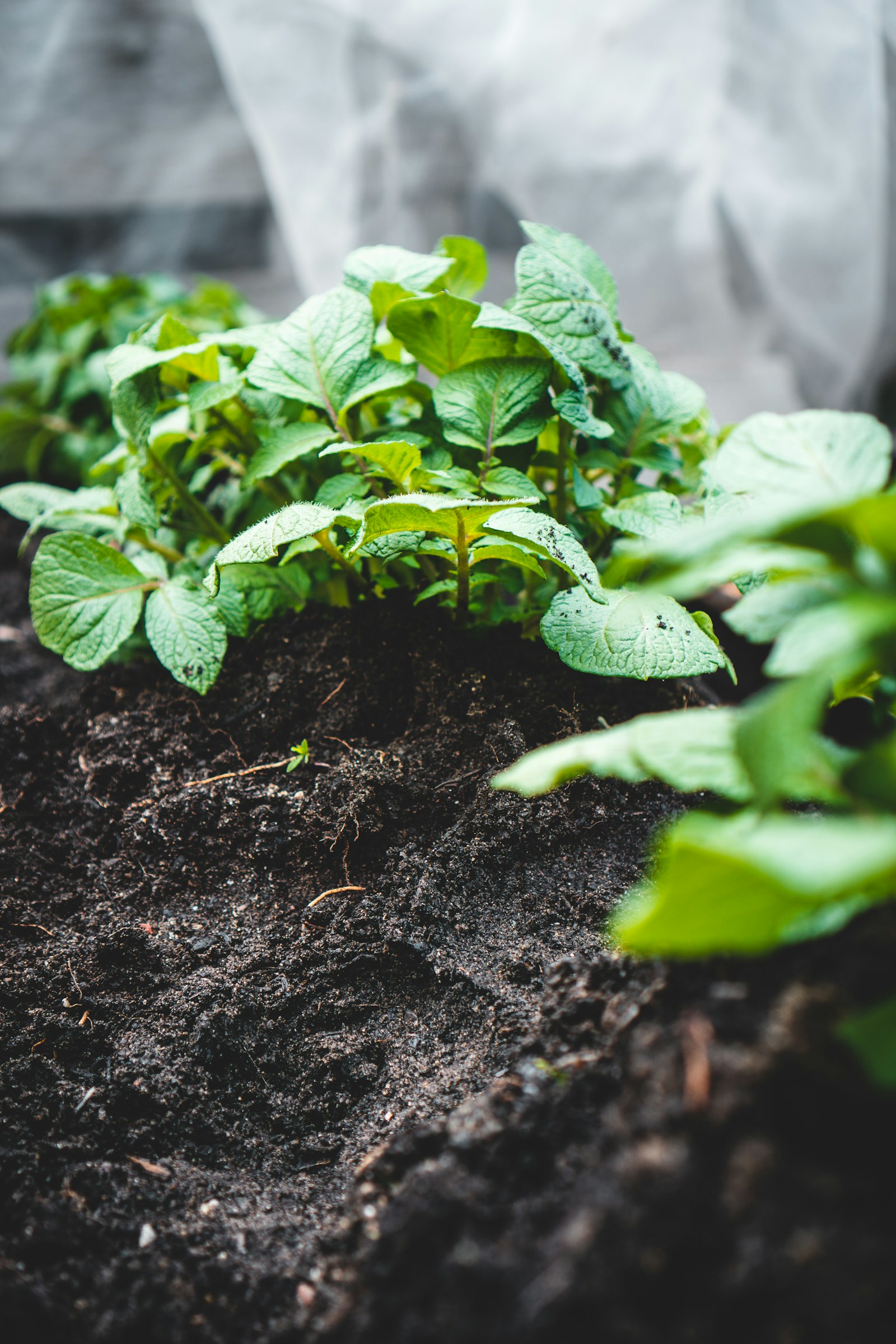 Green crop emerging from biologically active agricultural soil